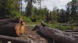 Best Tree Preservation Services  in Rollingwood, CA