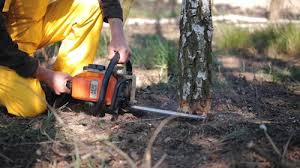 Best Lawn Disease Treatment  in Rollingwood, CA