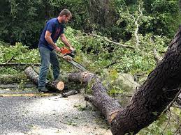 Best Tree Disease Treatment  in Rollingwood, CA