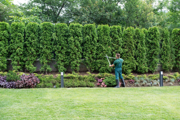 Best Tree Mulching  in Rollingwood, CA