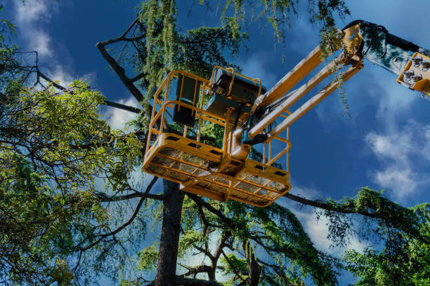 Best Tree Removal  in Rollingwood, CA