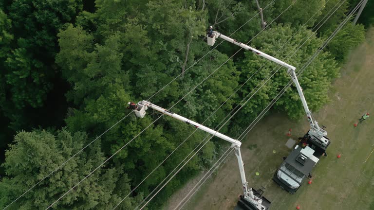 Best Utility Line Clearance  in Rollingwood, CA