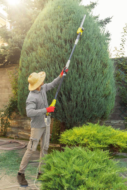 Lawn Pest Prevention in Rollingwood, CA