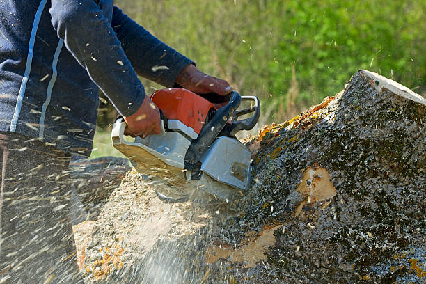 Best Lawn Disease Treatment  in Rollingwood, CA