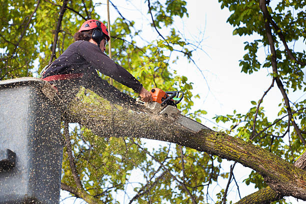 How Our Tree Care Process Works  in  Rollingwood, CA