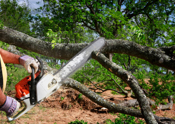 Best Lawn Pest Prevention  in Rollingwood, CA