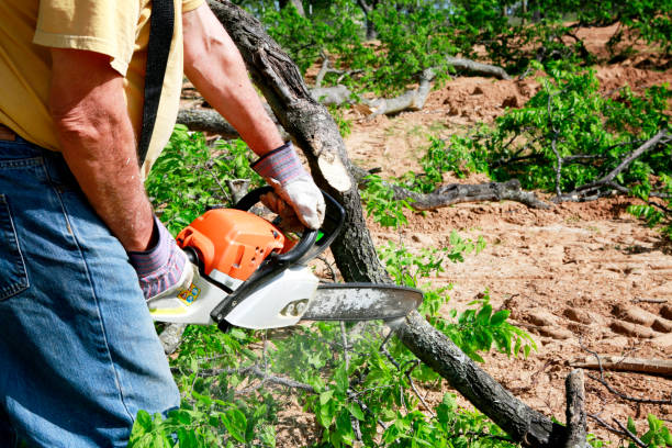 Best Fruit Tree Pruning  in Rollingwood, CA
