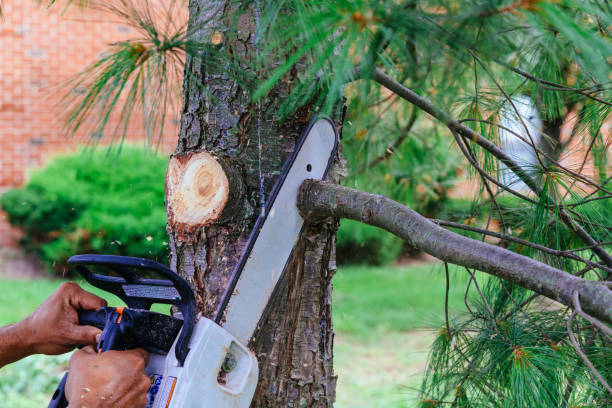 Best Leaf Removal  in Rollingwood, CA